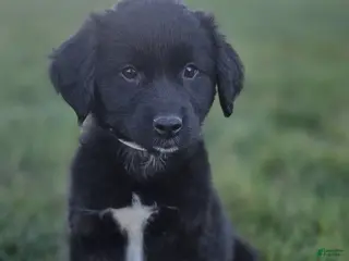 Mixed Breed dogs for sale: Lucy - Ad 4