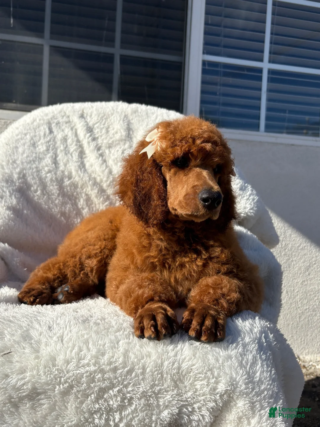 Standard Poodle dogs for sale: Standard Poodle 5 - Ad 1