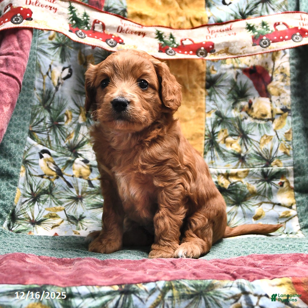 Goldendoodle dogs for sale: Brad  - Ad 4