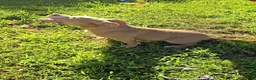 American Bully dogs for sale: Scarlette - Ad 4