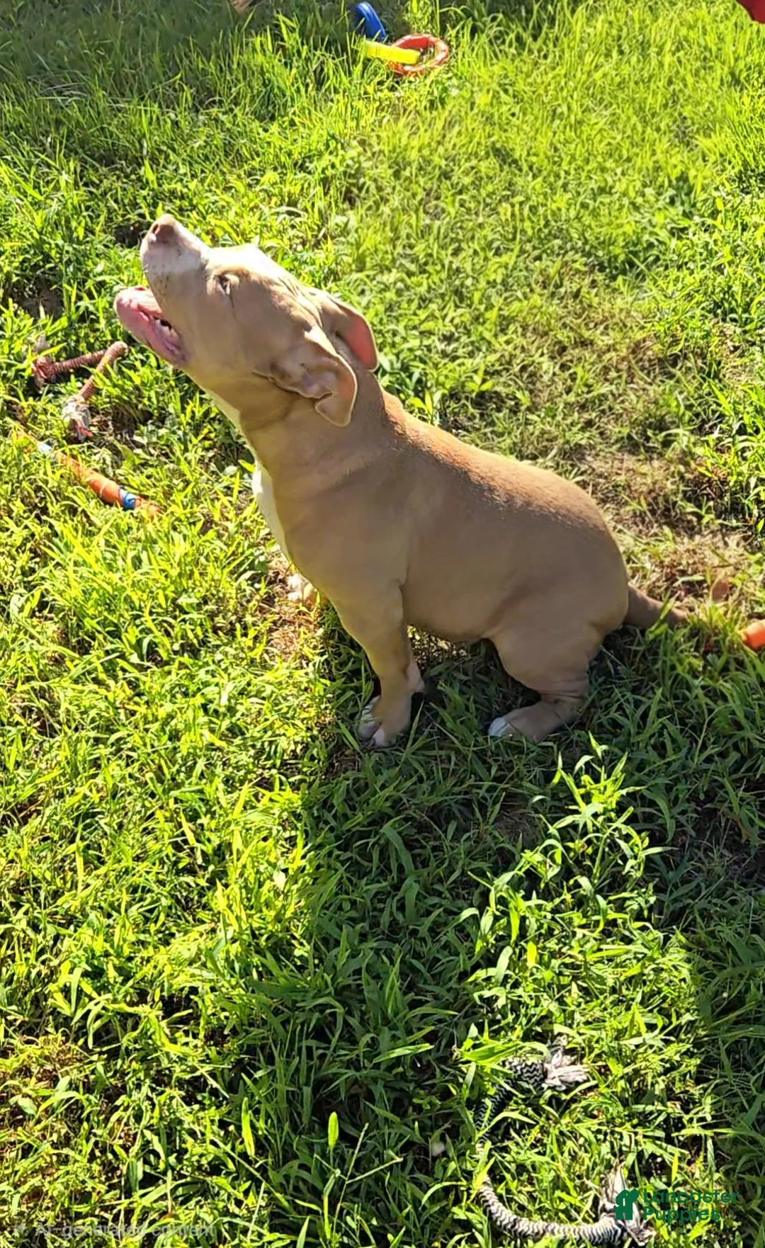 American Bully dogs for sale: Scarlette - Ad 13