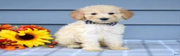 Goldendoodle dogs for sale: Oscar - Ad 8