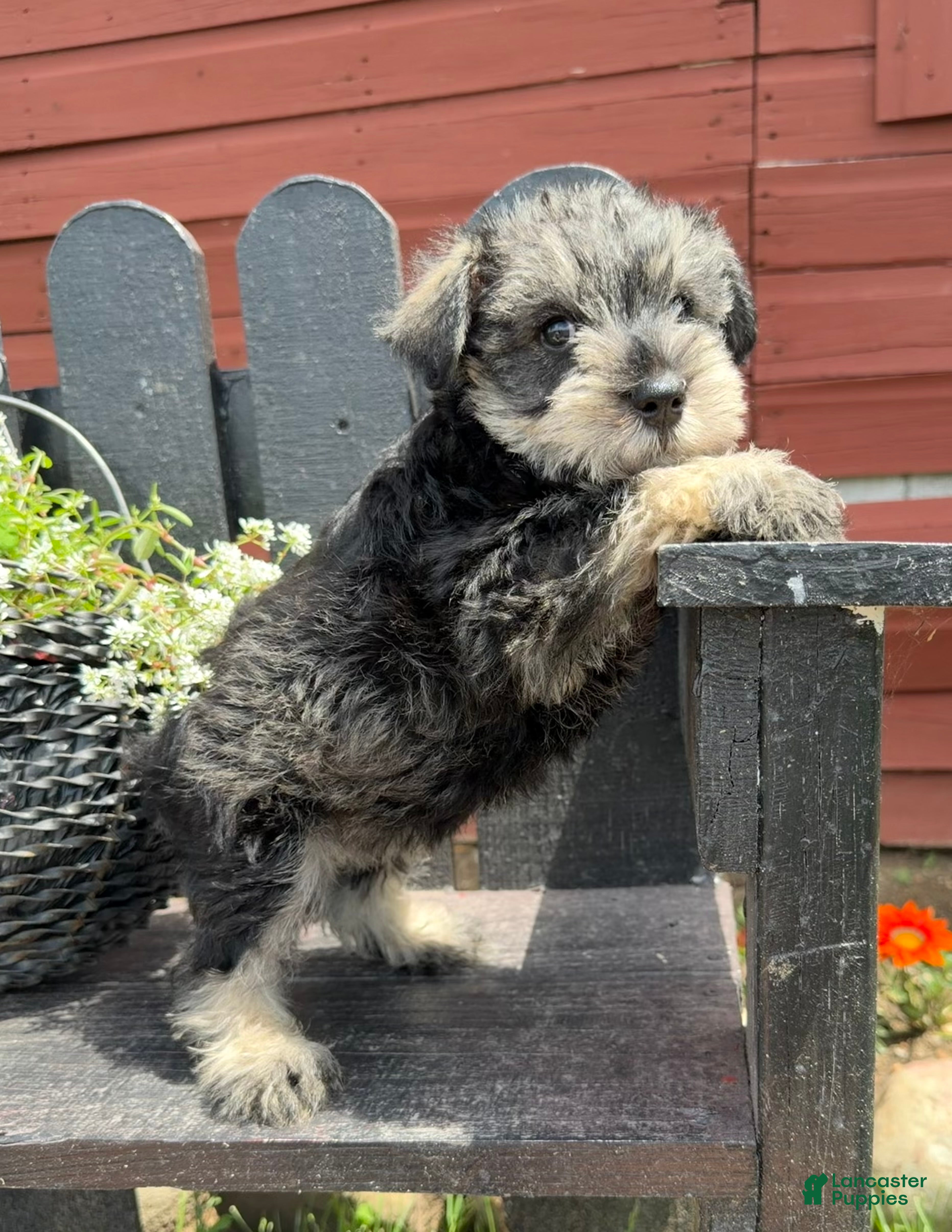 Miniature Schnauzer dogs Ellie - Ad 2