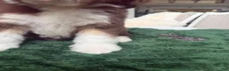 Aussiedoodle dogs for sale: Aussiedoodle 4 - Ad 5
