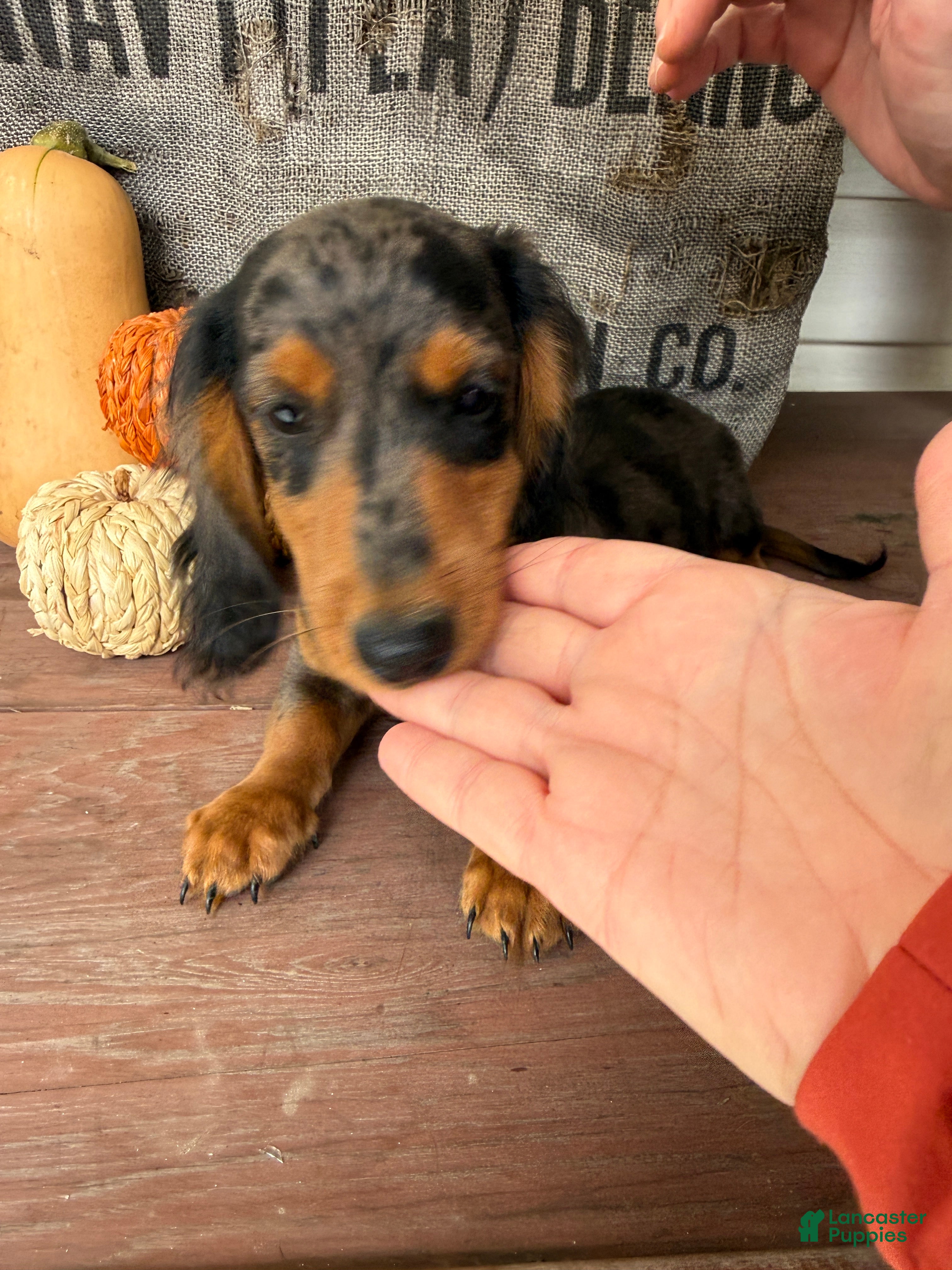 Miniature Dachshund dogs Chuck - Ad 2
