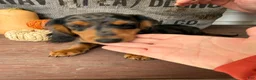 Miniature Dachshund dogs for sale: Chuck - Ad 2