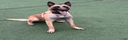 Mixed Breed dogs for sale: Belgian x Giant Schnauzer mix 7 light pink collar - Ad 2