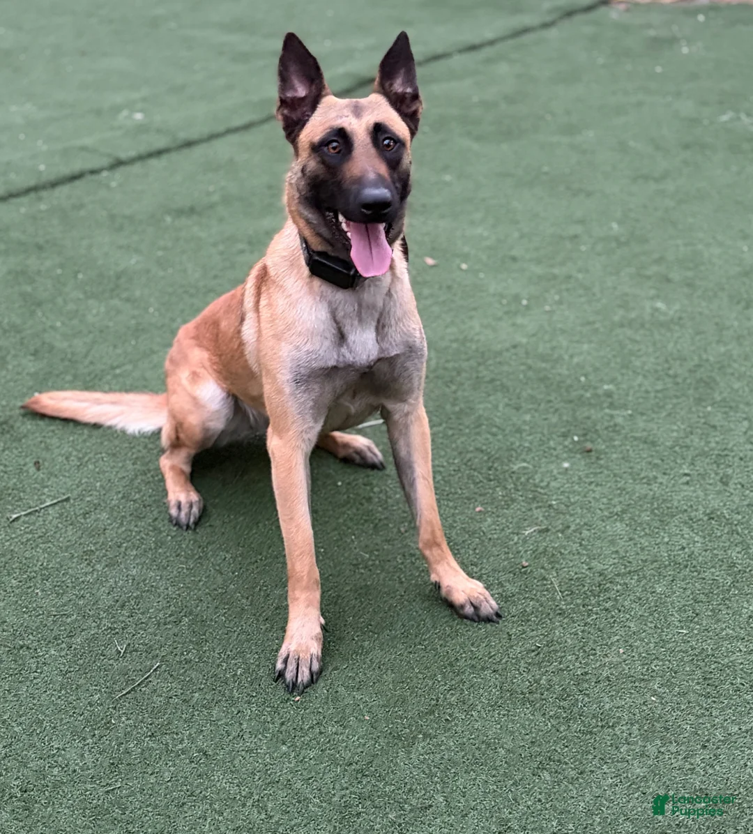 Mixed Breed dogs for sale: Belgian x Giant Schnauzer mix 7 light pink collar - Ad 2