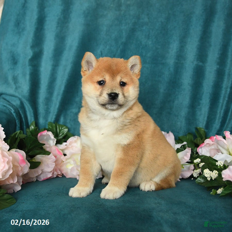 Shiba Inu dogs Lady - Ad 1
