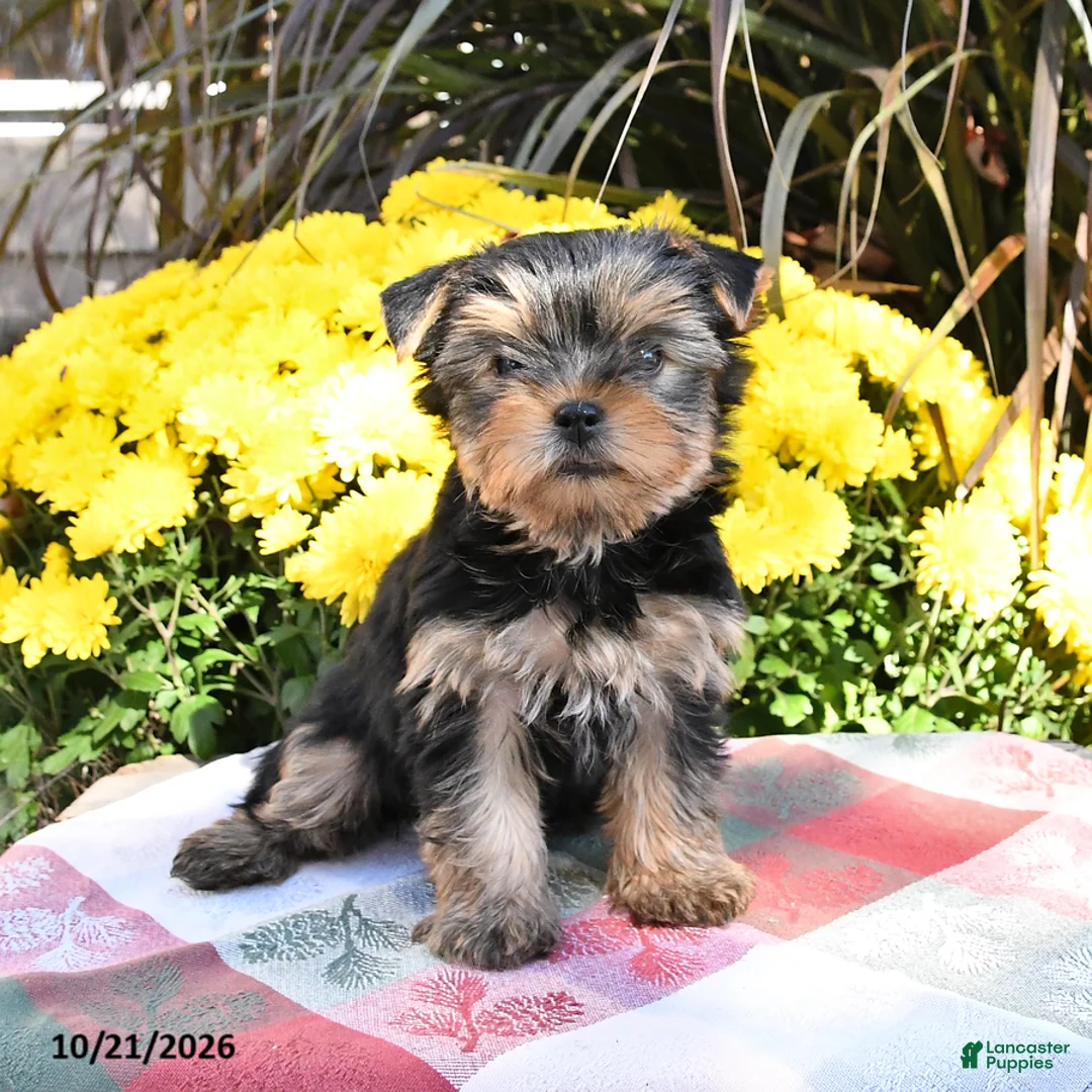 Yorkshire Terrier dogs for sale: Trixie - Ad 2