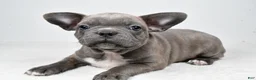 Frenchton dogs for sale: Winston  - Ad 3