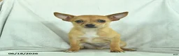 Chihuahua dogs for sale: Rusty - Ad 5
