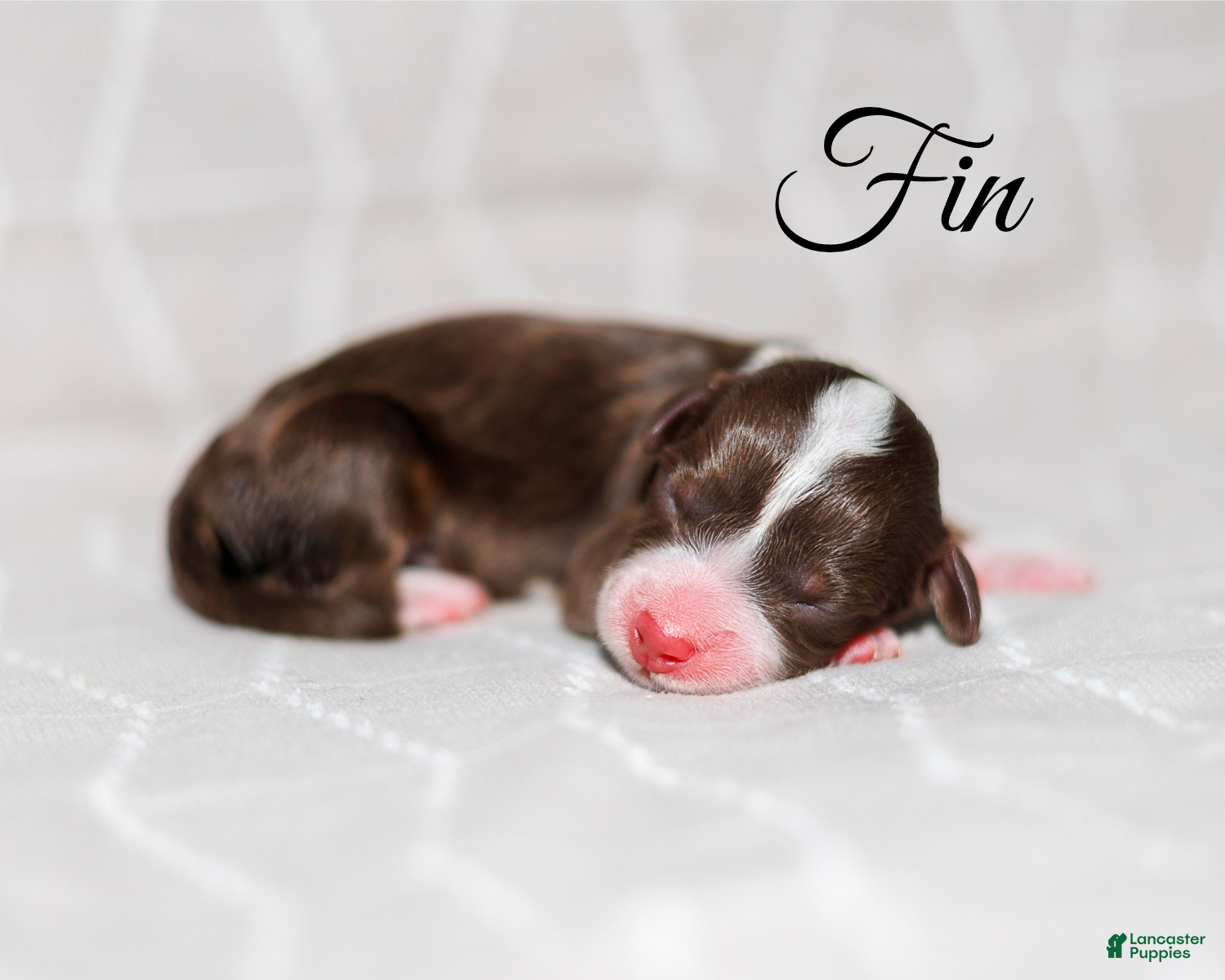 Mini Bernedoodle dogs Fin - Ad 12