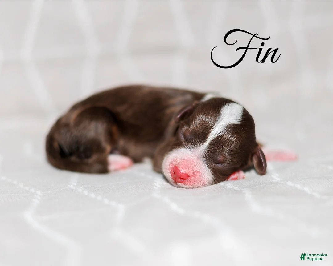 Mini Bernedoodle dogs for sale: Fin - Ad 1