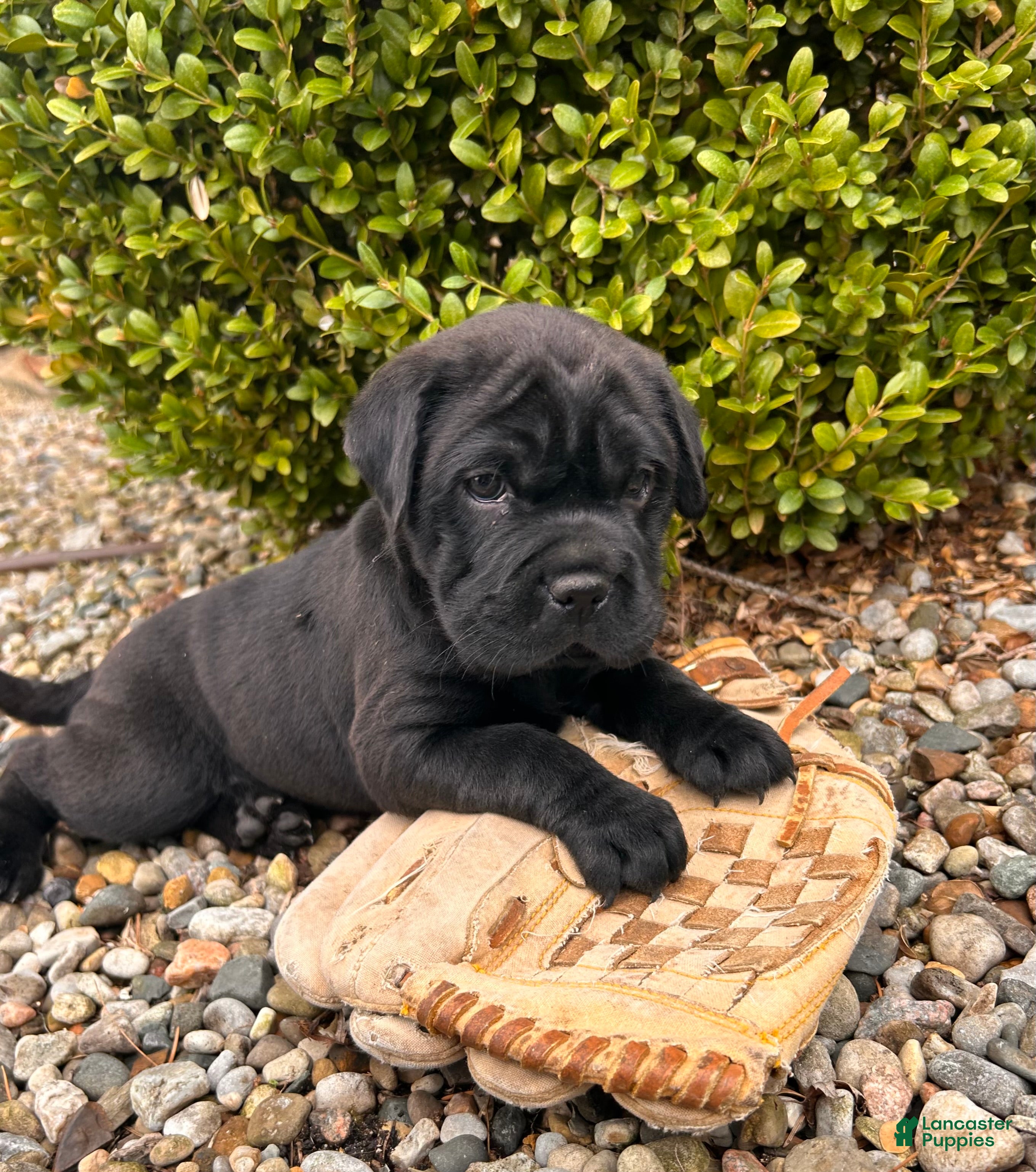 Mini Hippo dogs Indie - Ad 1