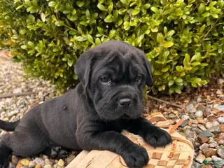 Mini Hippo dogs for sale: Indie - Ad 3