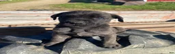 Cane Corso dogs for sale: Cash - Ad 2