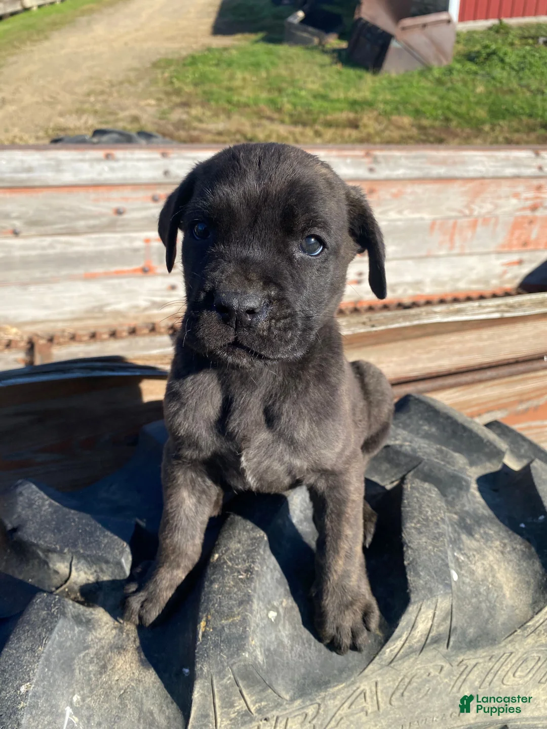 Cane Corso dogs for sale: Cash - Ad 2