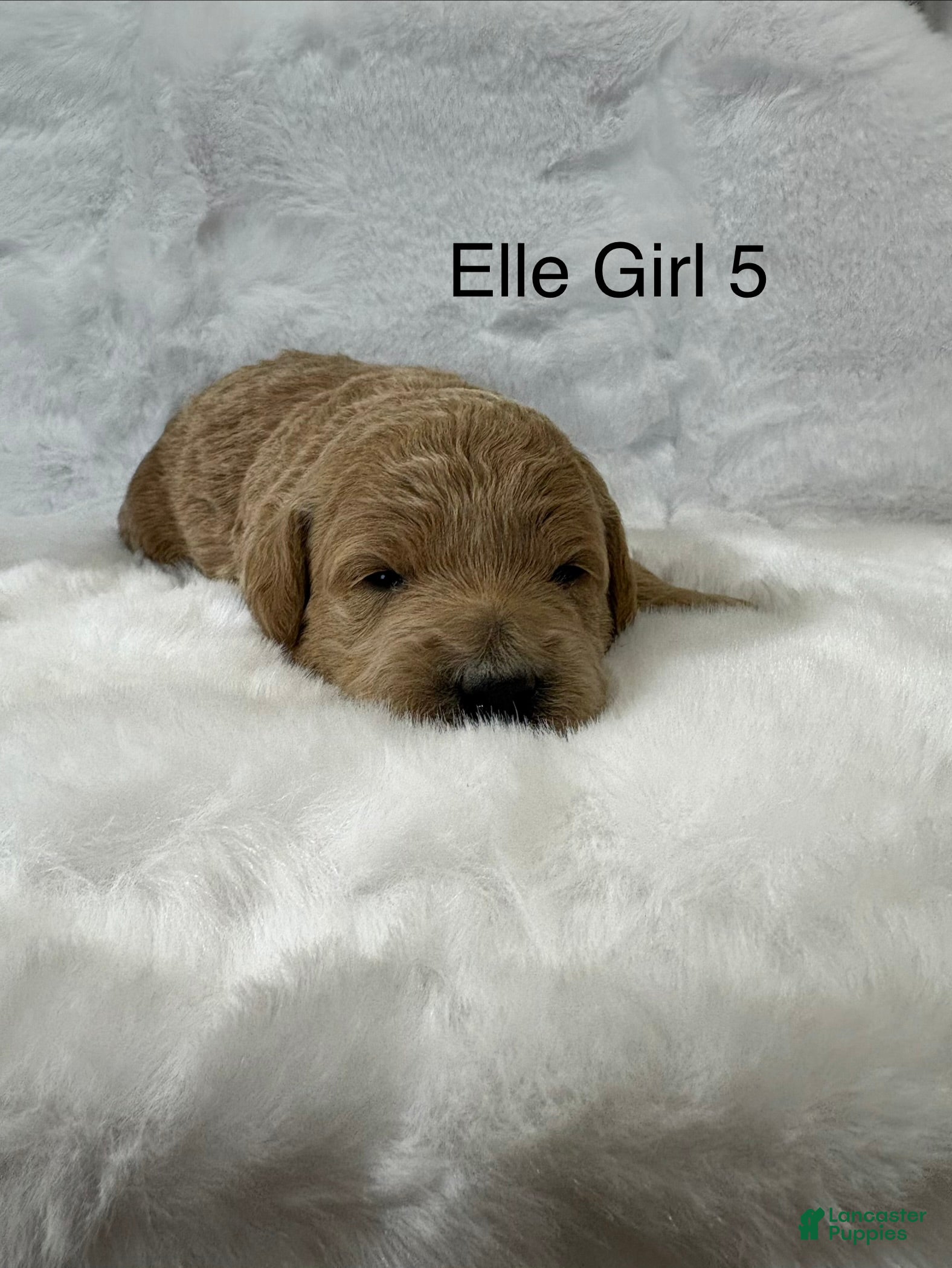 Mini Goldendoodle dogs Elle Girl 5 - Ad 26