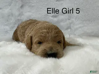 Mini Goldendoodle dogs Elle Girl 5 - Ad 26