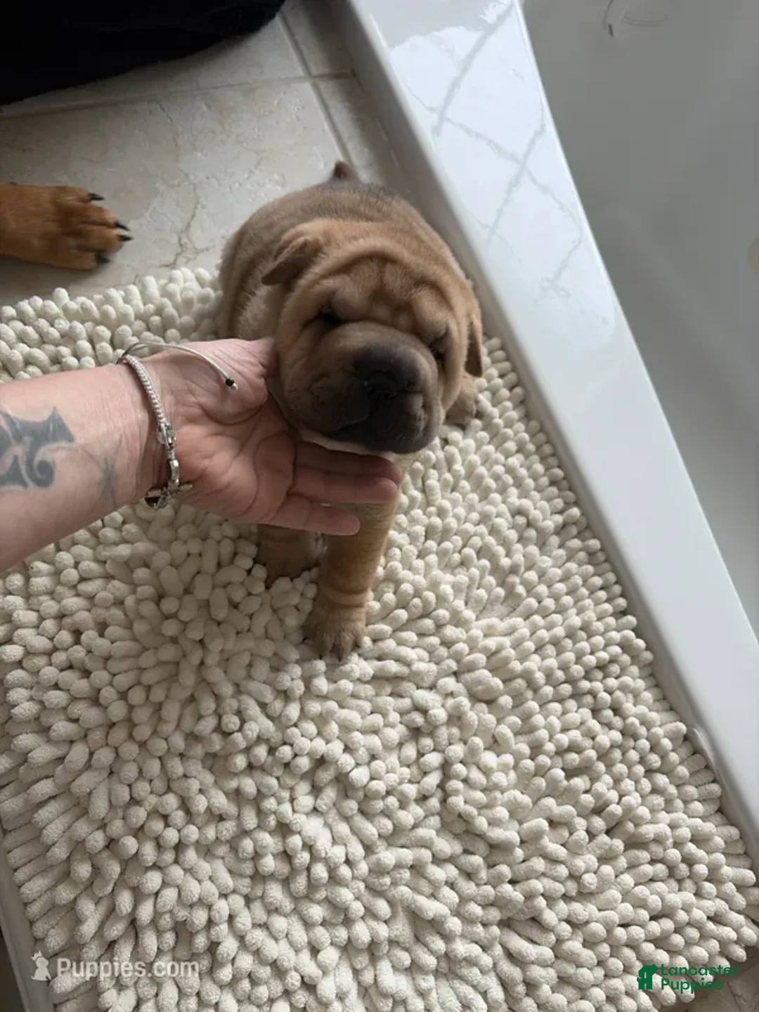 Shar Pei dogs for sale: Shar Pei Puppy 2 - Ad 1