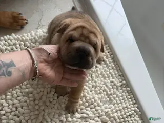 Shar Pei dogs Shar Pei Puppy 2 - Ad 7