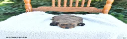 Miniature Dachshund dogs for sale: Cooper - Ad 4