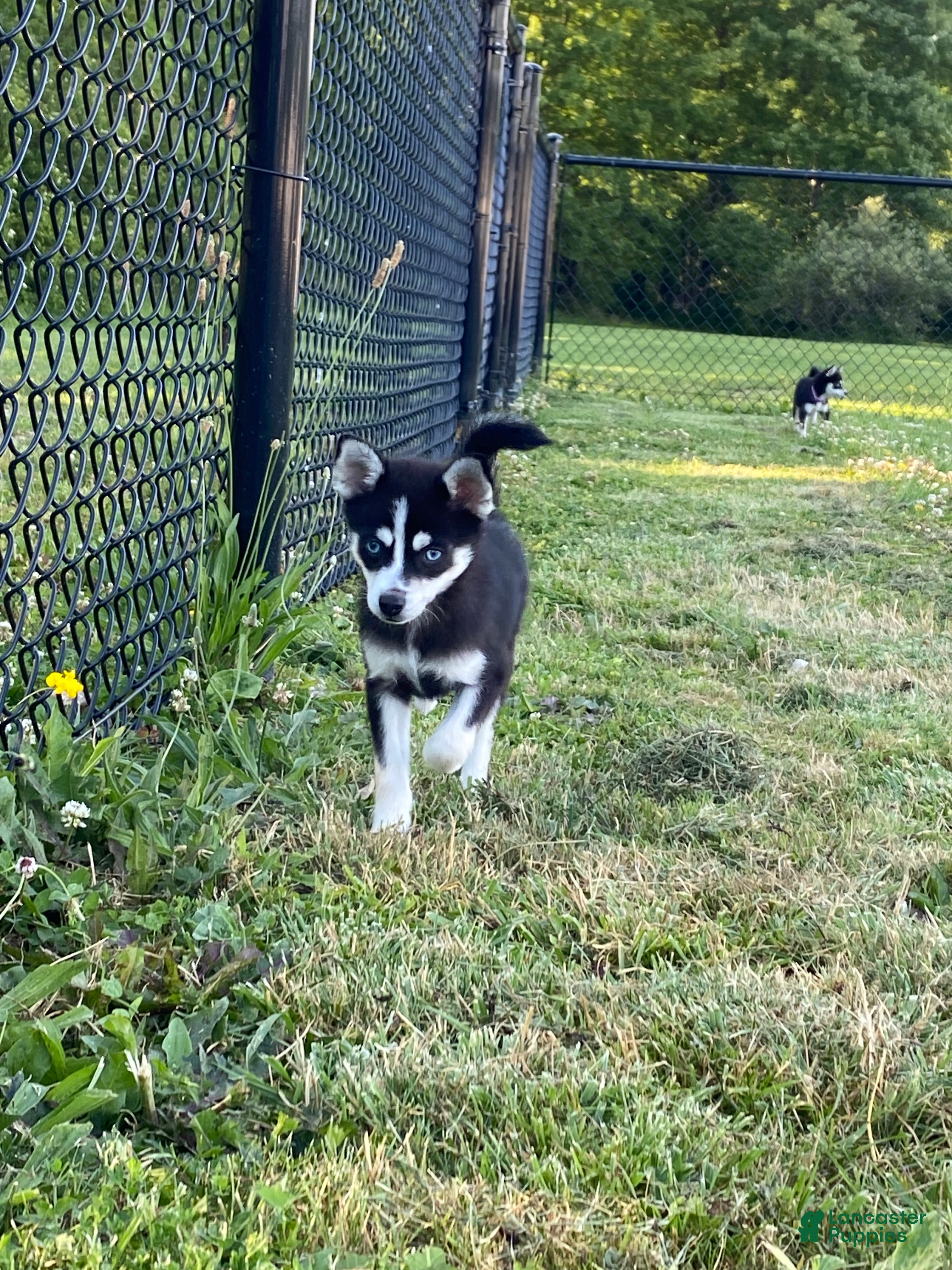 Pomsky dogs Nemo - Ad 4