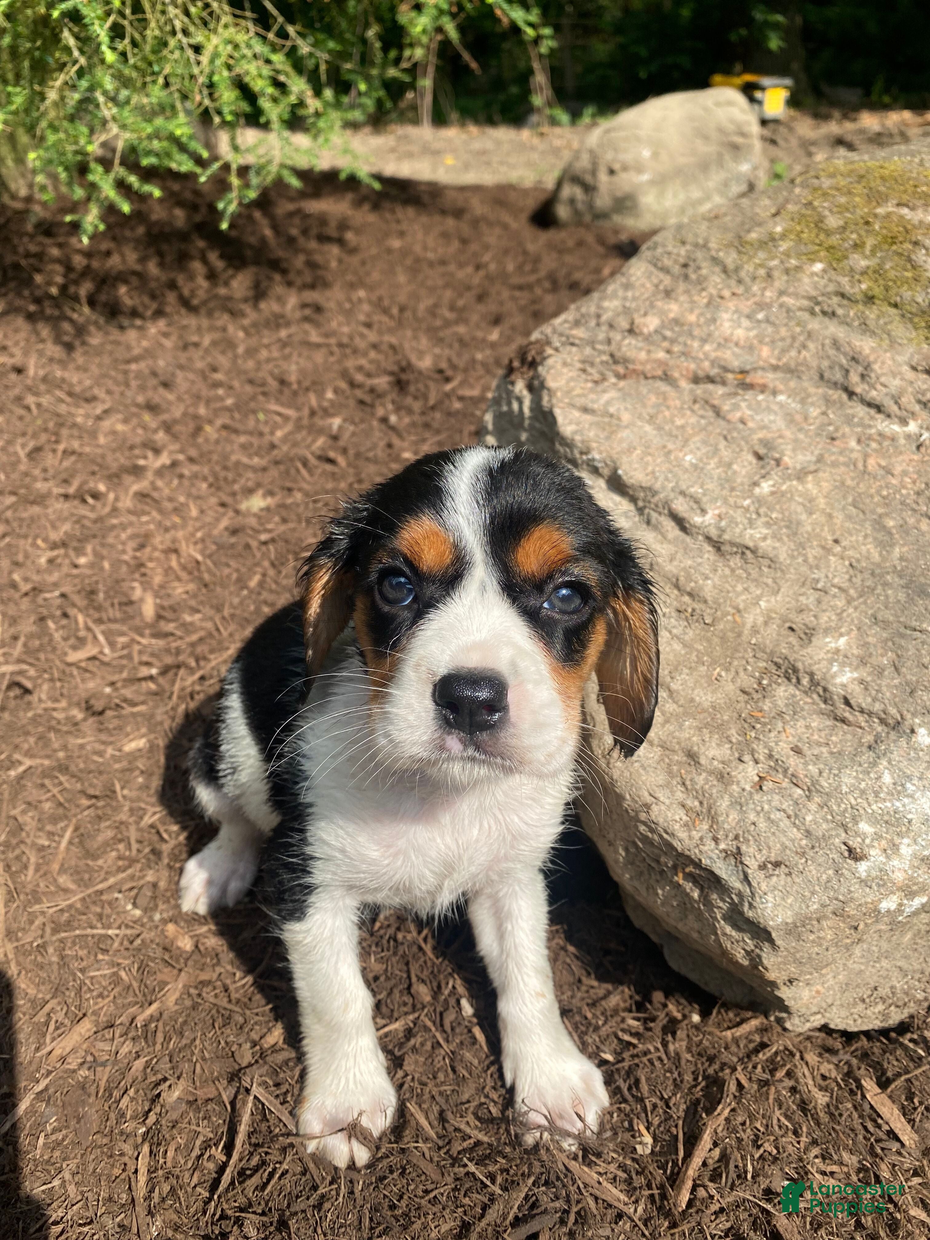 Beaglier dogs Amber - Ad 1