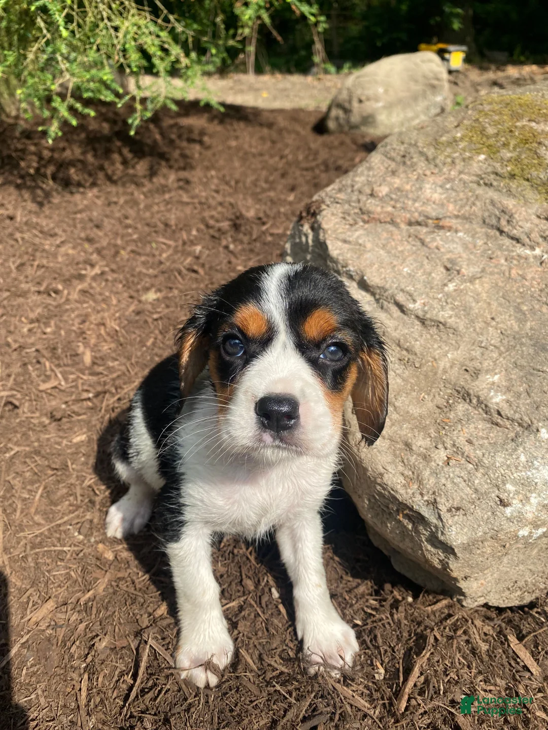 Beaglier dogs for sale: Amber - Ad 1