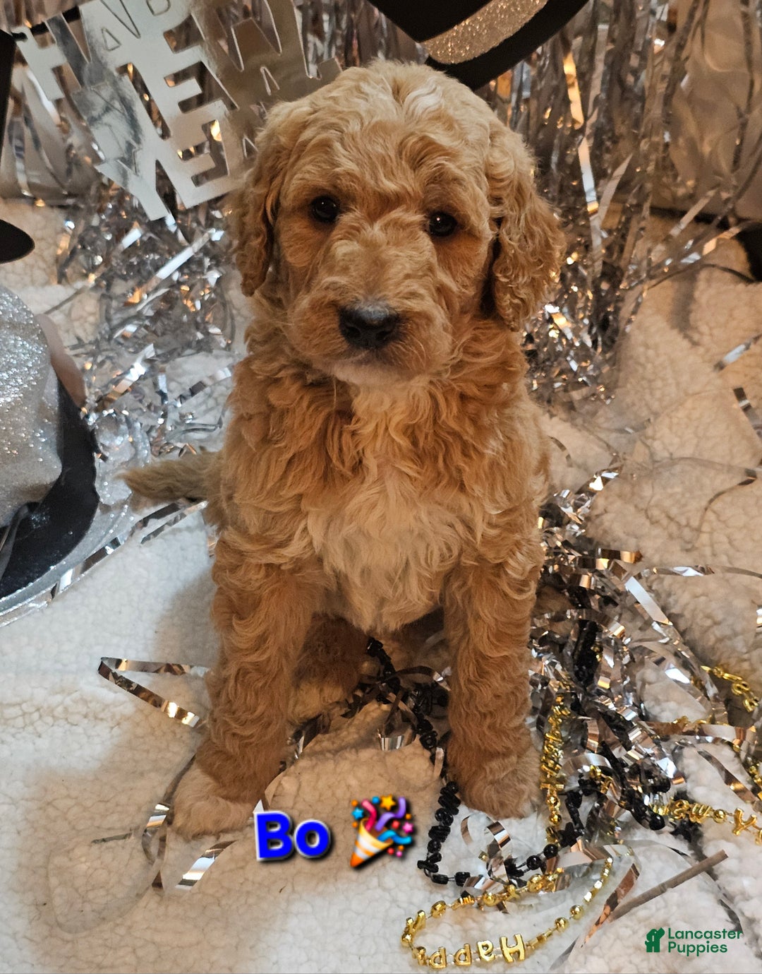 Goldendoodle dogs for sale: Bo - Ad 1