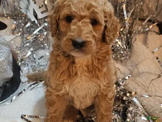 Goldendoodle dogs Bo - Ad 9