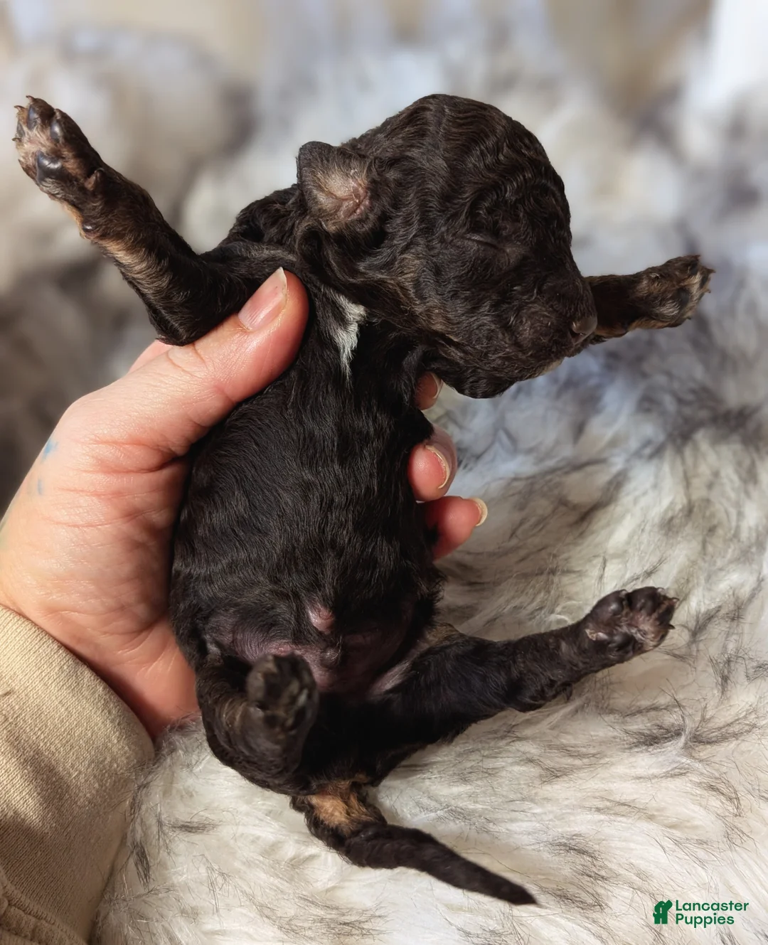 Mixed Breed dogs for sale: KARATE KID - Ad 4