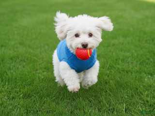 Maltipoo dogs - Ad 3