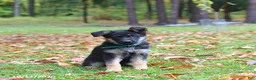 German Shepherd dogs for sale: Caramel - Ad 3