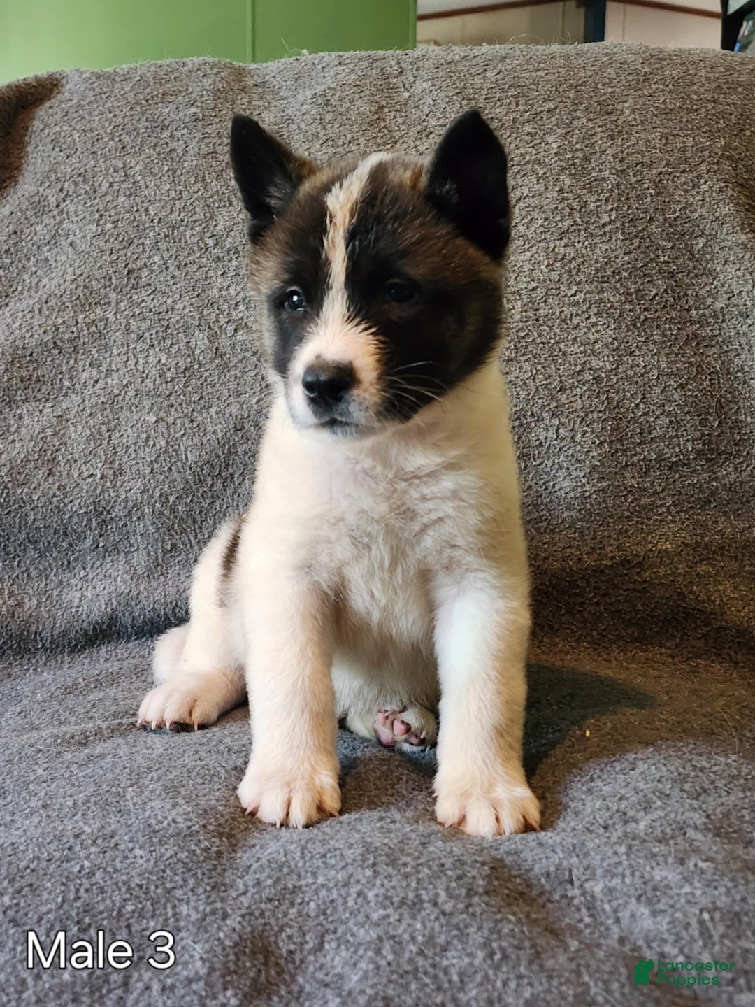 Akita dogs for sale: Akita Puppy Girl 5 - Ad 13