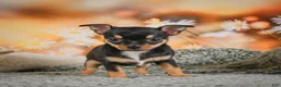 Chihuahua dogs for sale: Darla - Ad 8