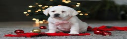 Labrador Retriever dogs for sale: Besty - Ad 2