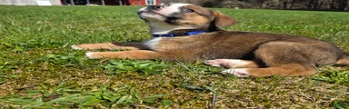 Mixed Breed Puppy 3