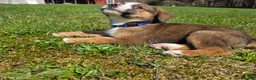Mixed Breed dogs for sale: Mixed Breed Puppy 3 - Ad 1