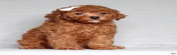 Miniature Poodle dogs for sale: Miniature Poodle Puppy 1 - Ad 3