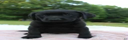 Labrador Retriever dogs for sale: Azure - Ad 6