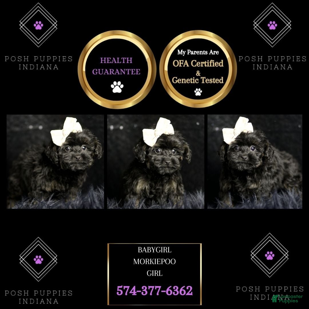 Maltipoo dogs for sale: Baby Girl  - Ad 6