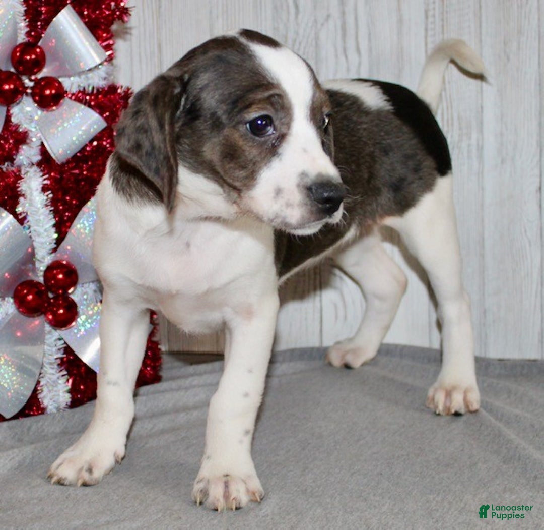 Mixed Breed dogs for sale: Barbie - Ad 5