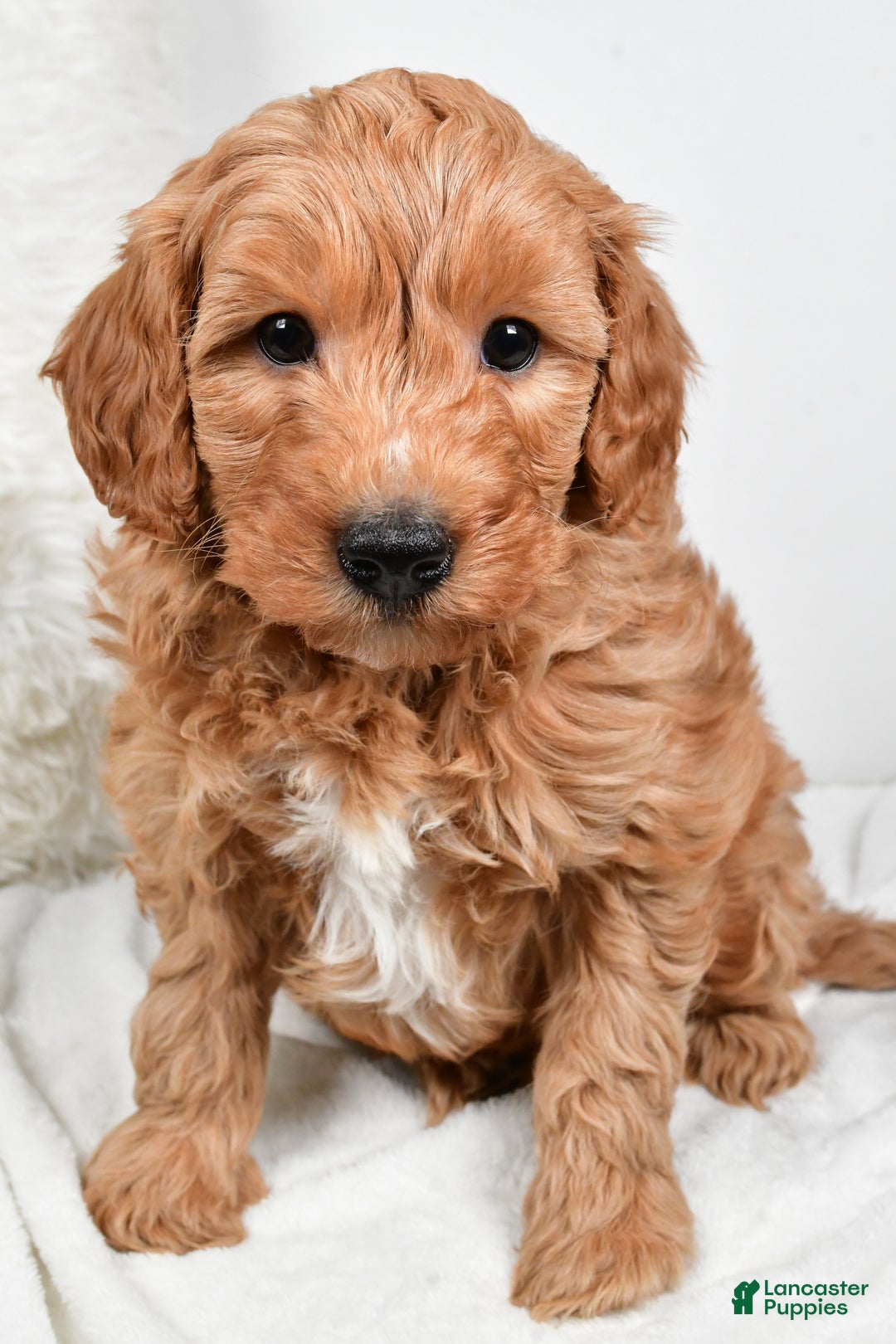 Mini Goldendoodle dogs for sale: Blake - Ad 2