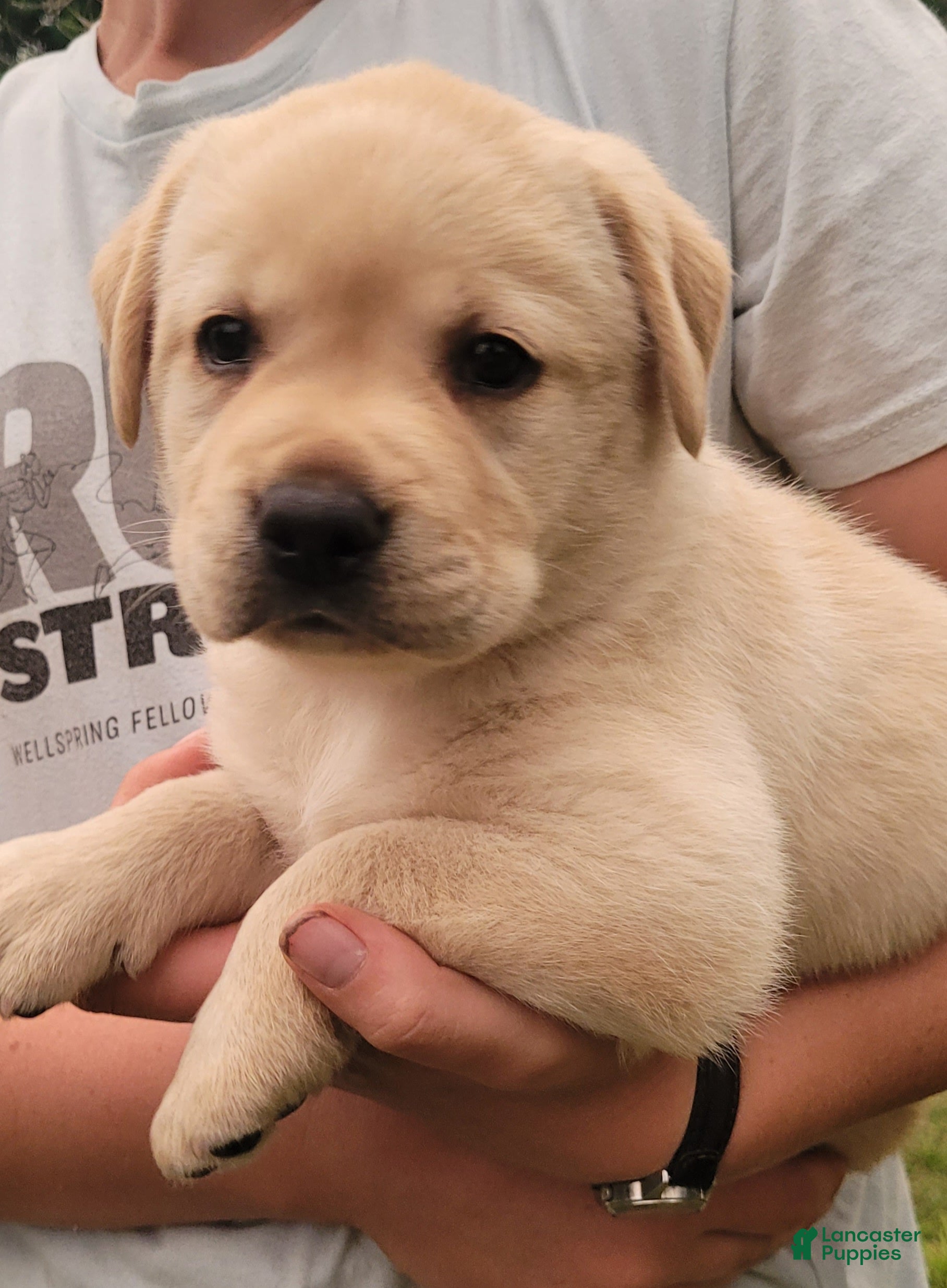 Labrador Retriever dogs Montana  - Ad 1