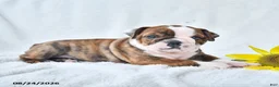 Olde English Bulldogge dogs for sale: Dana - Ad 5