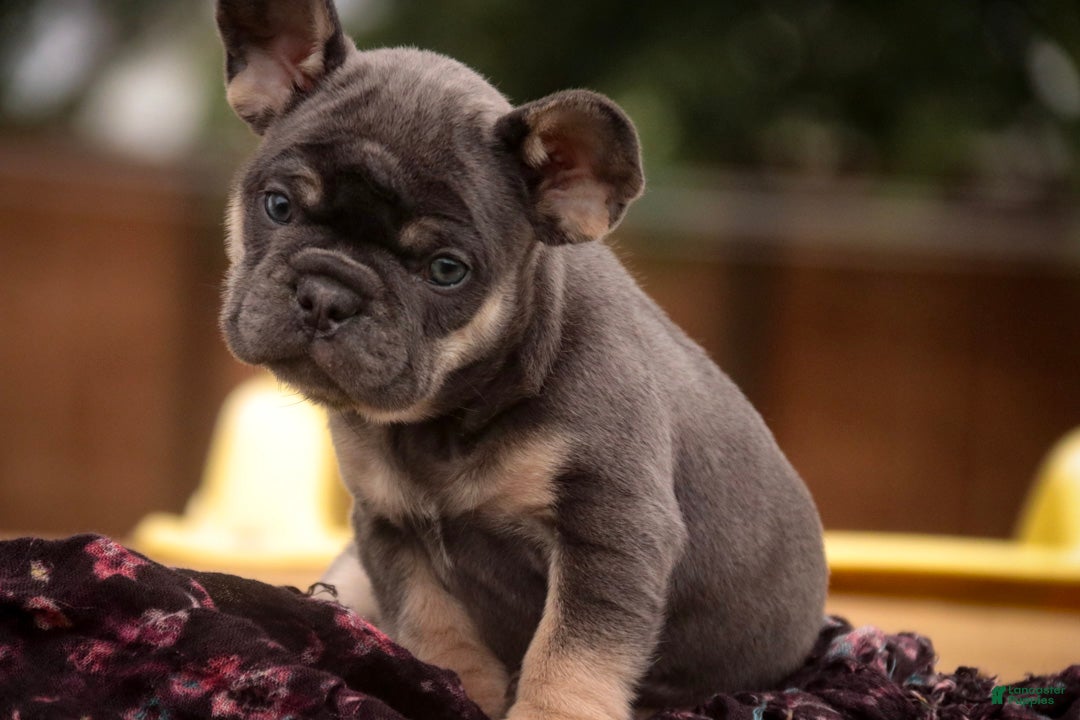 French Bulldog dogs Mia French Bulldog  - Ad 2