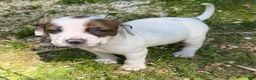 Mixed Breed dogs for sale: Lucky - Ad 19