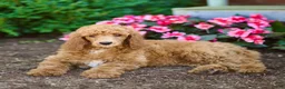 Standard Poodle dogs for sale: Melody - Ad 3